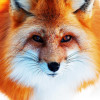 Sly____fox